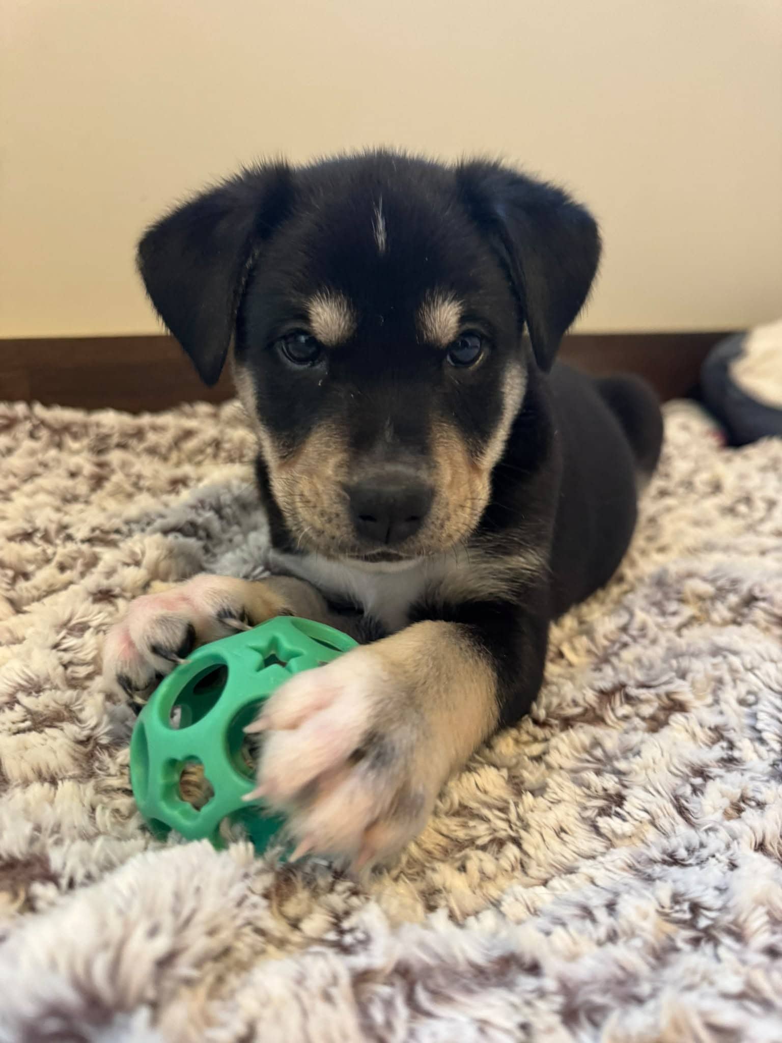 Skor Blizzard - Dachshund Mix available for adoption in Calgary