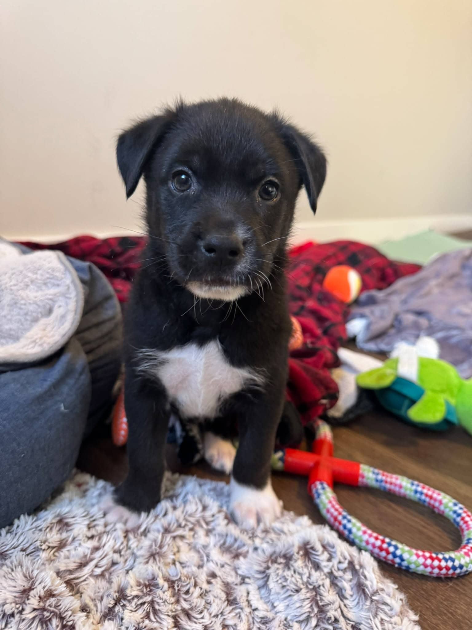 Slurpee - Dachshund Mix available for adoption in Alberta