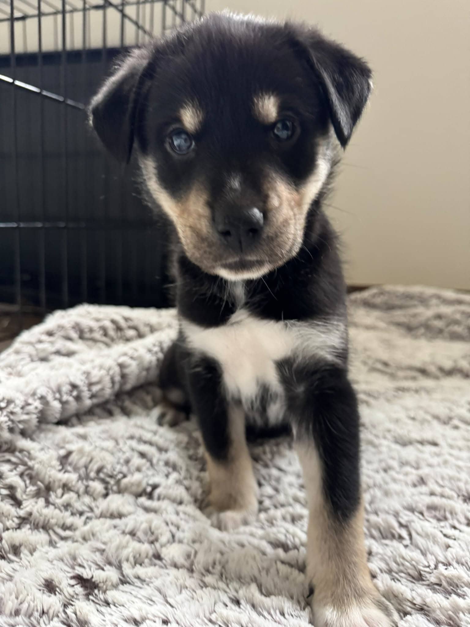 Drumstick - Dachshund Mix available for adoption in Calgary