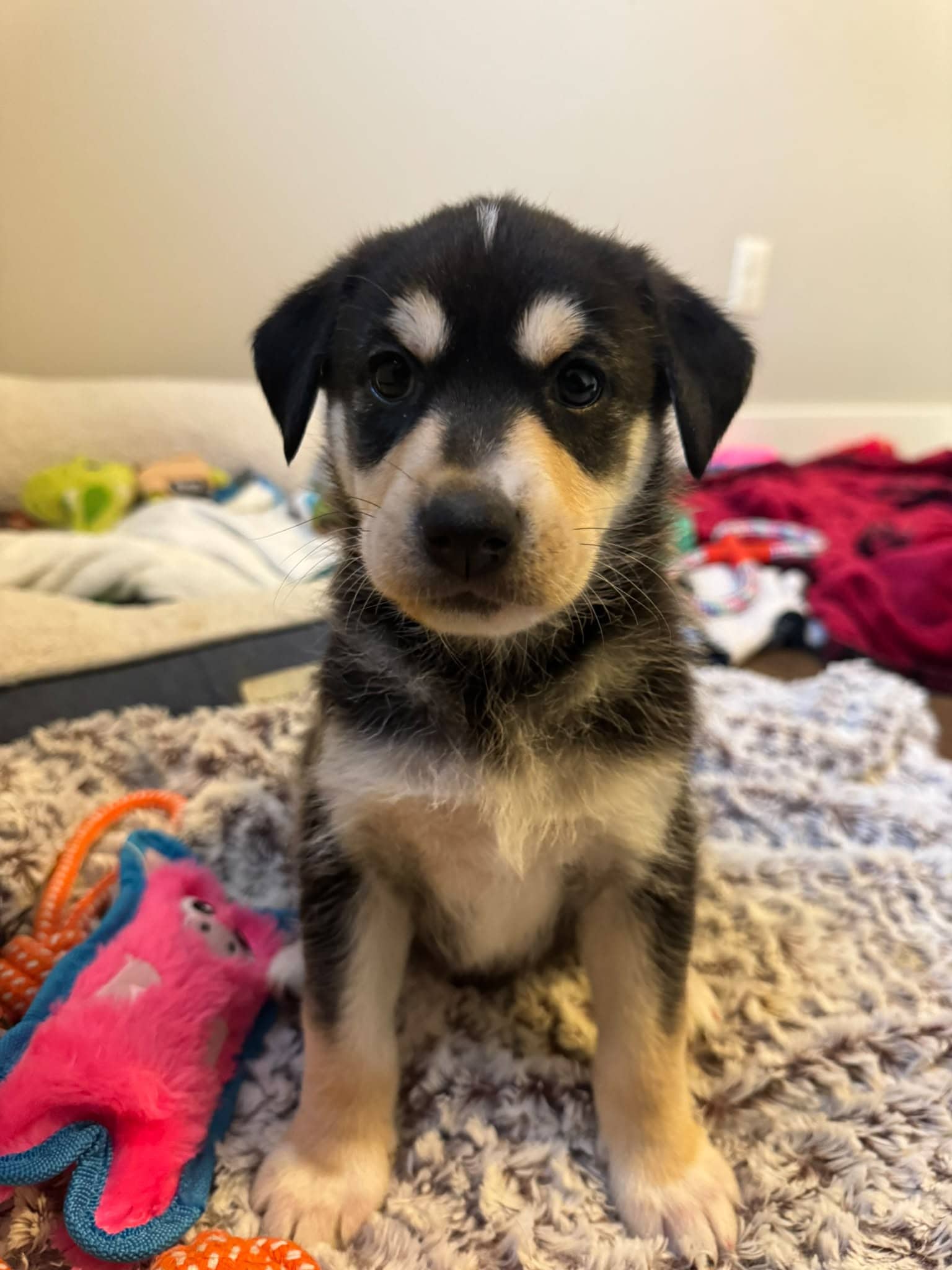 Gelato - Dachshund Mix available for adoption in Calgary