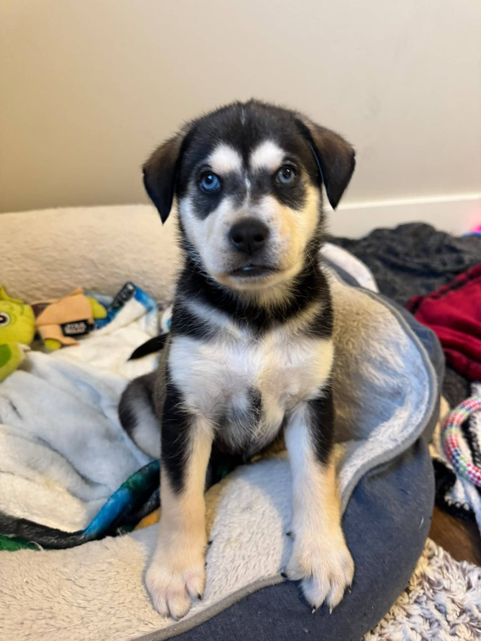 Froyo - Dachshund Mix available for adoption in Calgary