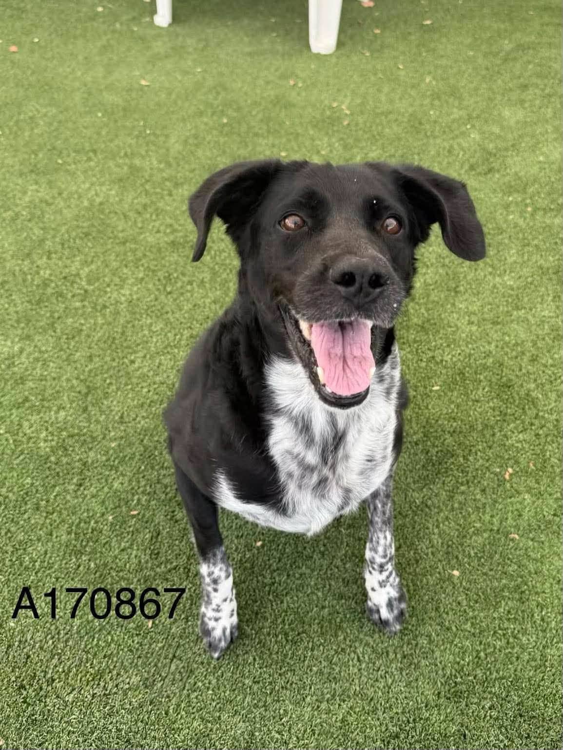Elma - Border Collie Mix available for adoption in Calgary