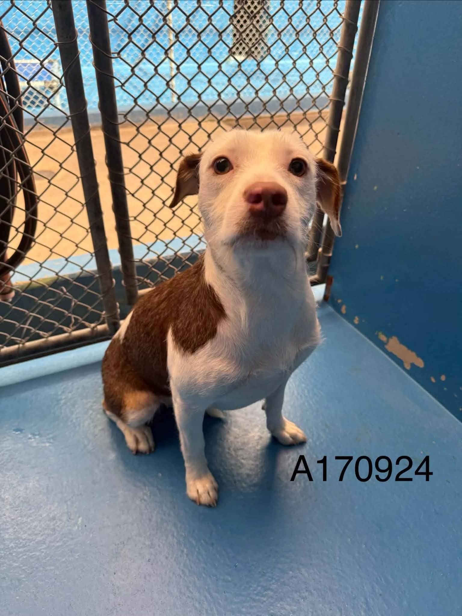 Delisle - Pit Bull Terrier Mix available for adoption in Alberta