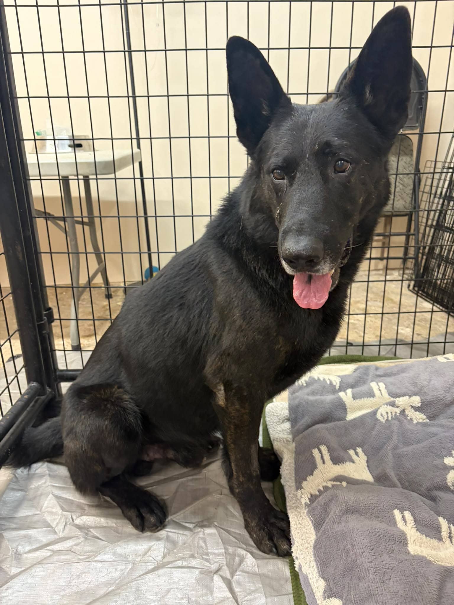 Tex - Shepherd Mix available for adoption in Alberta