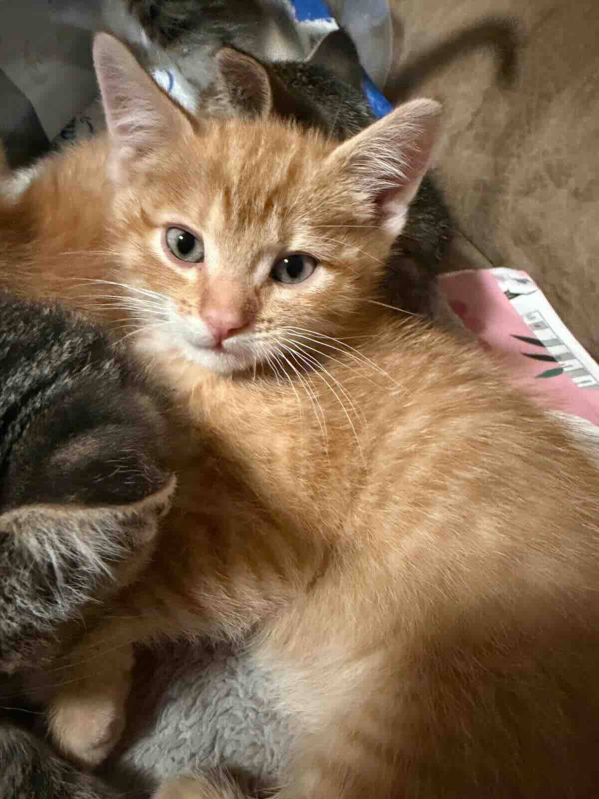 Bee - Domestic Medium Hair cat available for adoption at BARCS Rescue in Calgary