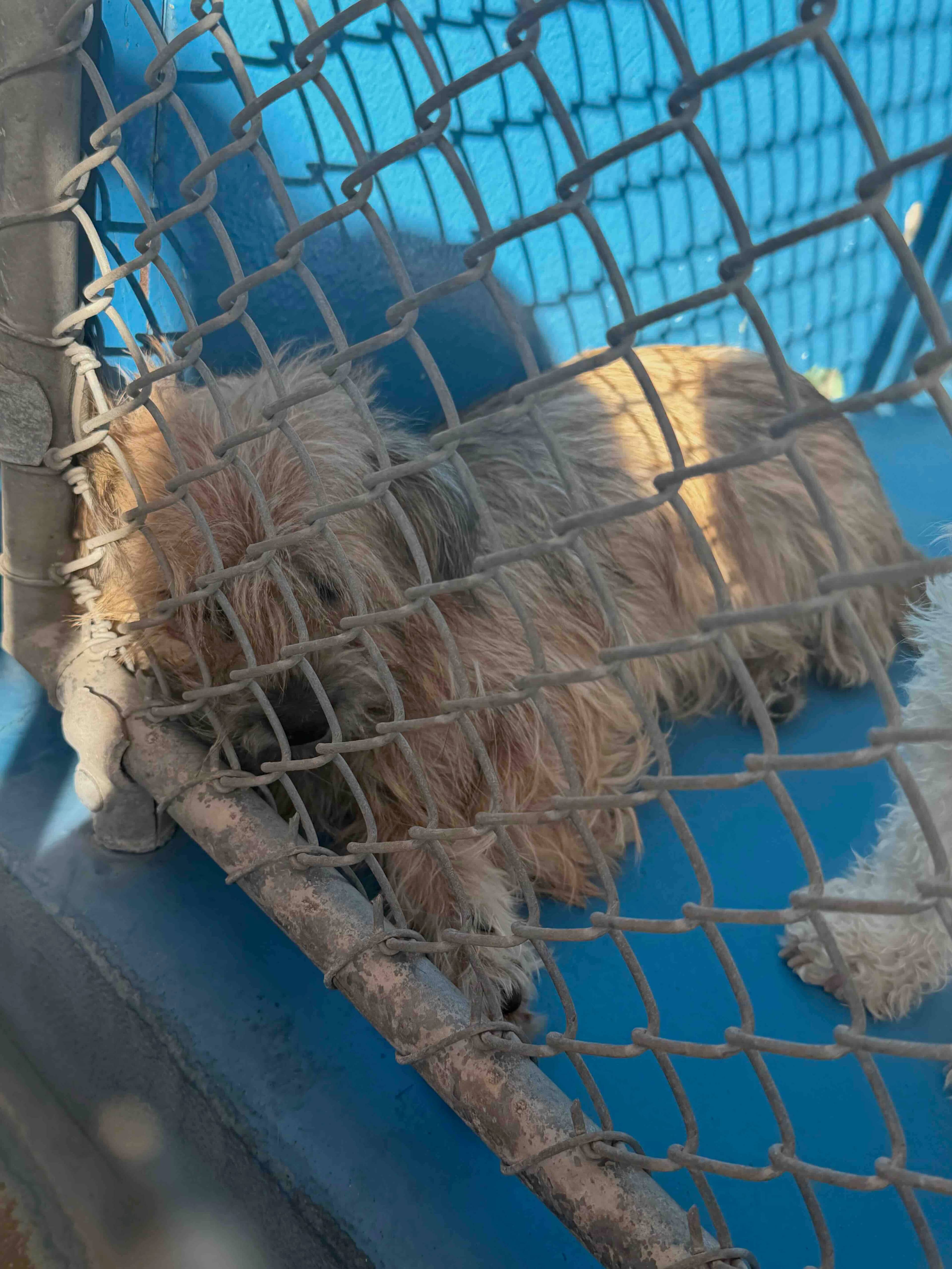 Elora - Terrier Mix available for adoption in Alberta