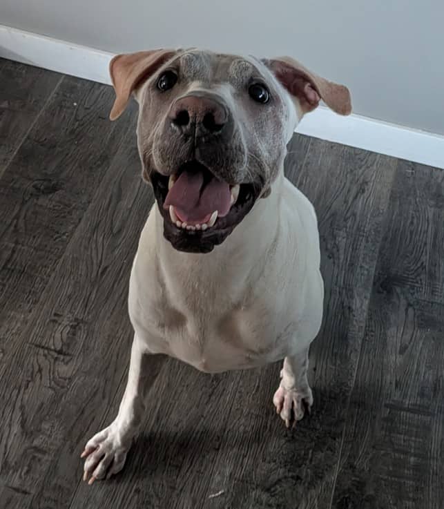 Dee Dee - Bully Mix (Maybe Lab/Shar-Pei Mix) available for adoption in Alberta