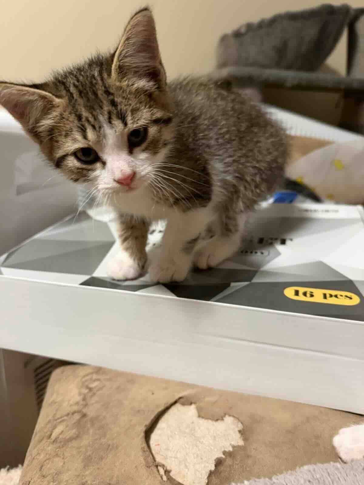 Dragonfly - Domestic Medium Hair cat available for adoption at BARCS Rescue in Calgary (1 of 2)