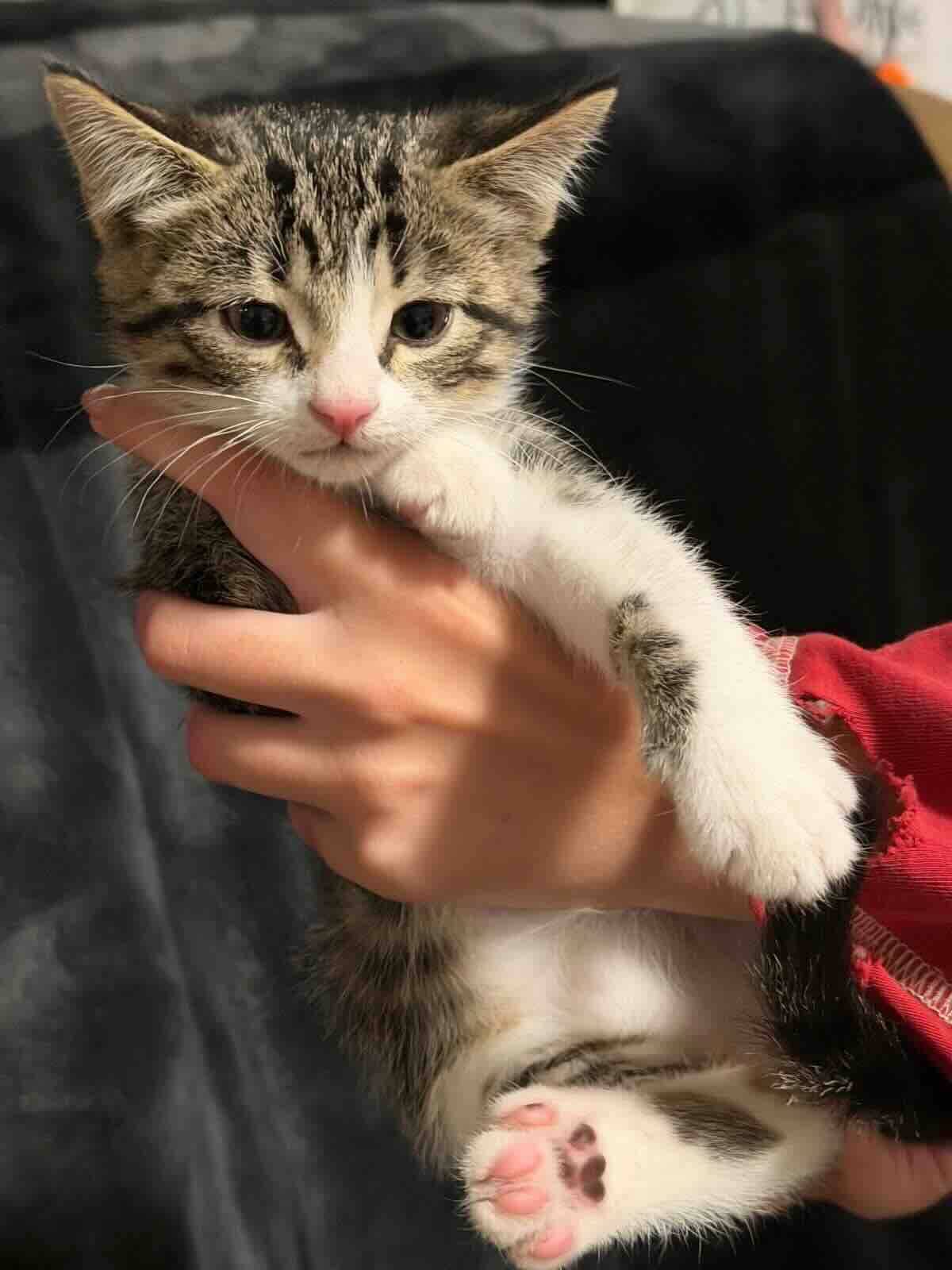 Caterpillar - Domestic Medium Hair cat available for adoption at BARCS Rescue in Calgary (1 of 2)
