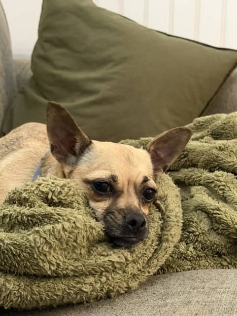 Tisdale - Pug/Dachshund Mix available for adoption in Alberta