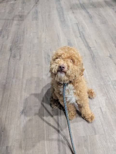 Carles Jr. - Miniature Poodle Mix available for adoption in Alberta