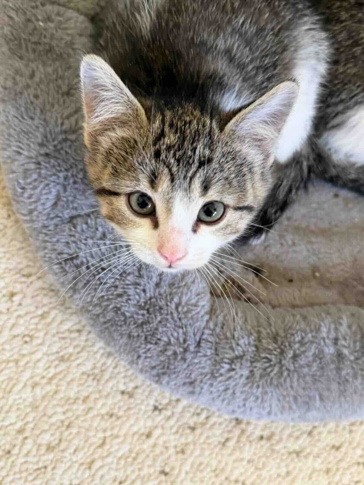 Emmet - Domestic Medium Hair cat available for adoption at BARCS Rescue in Calgary (1 of 2)