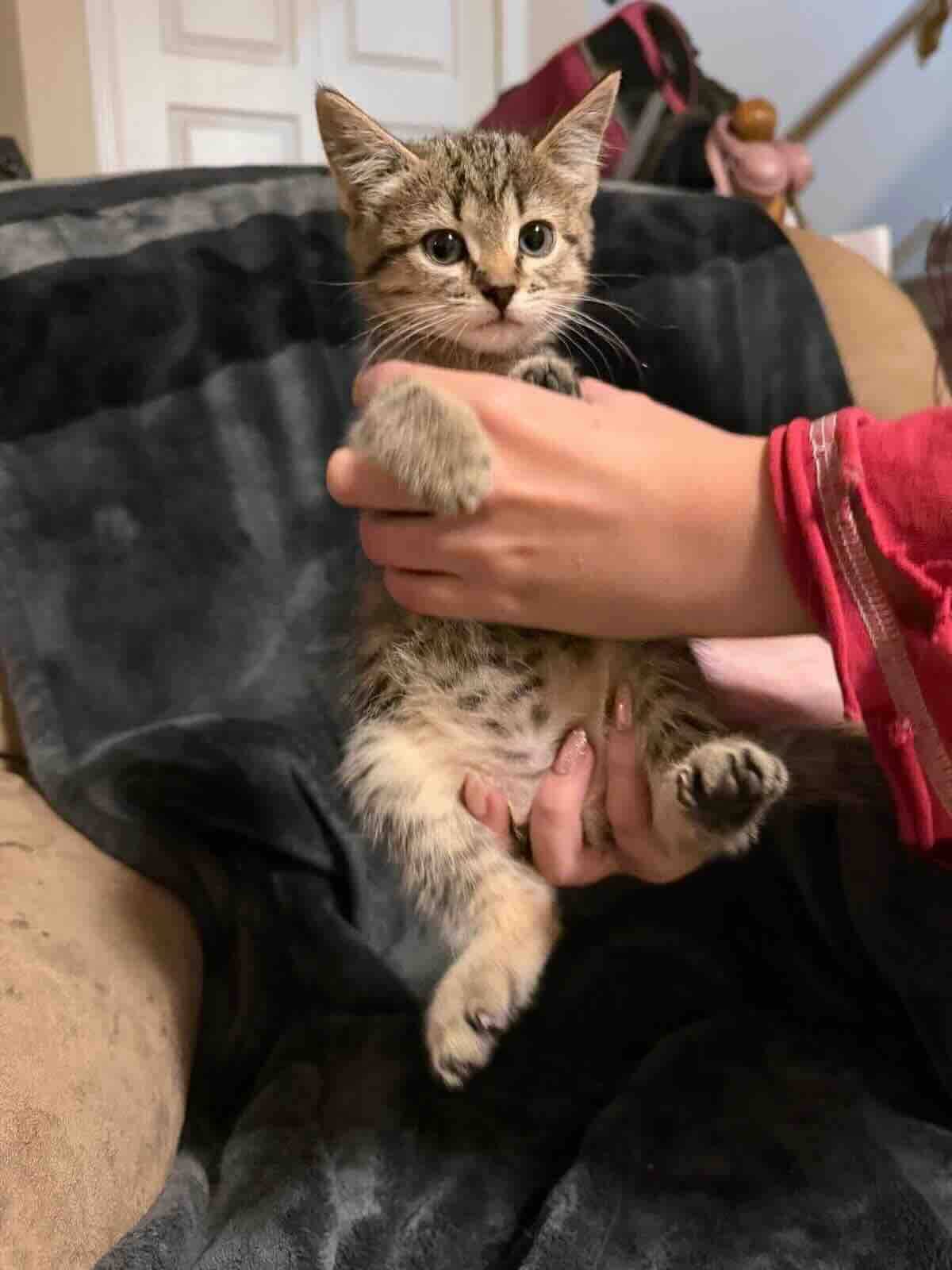 Firefly - Domestic Medium Hair cat available for adoption at BARCS Rescue in Calgary (1 of 3)