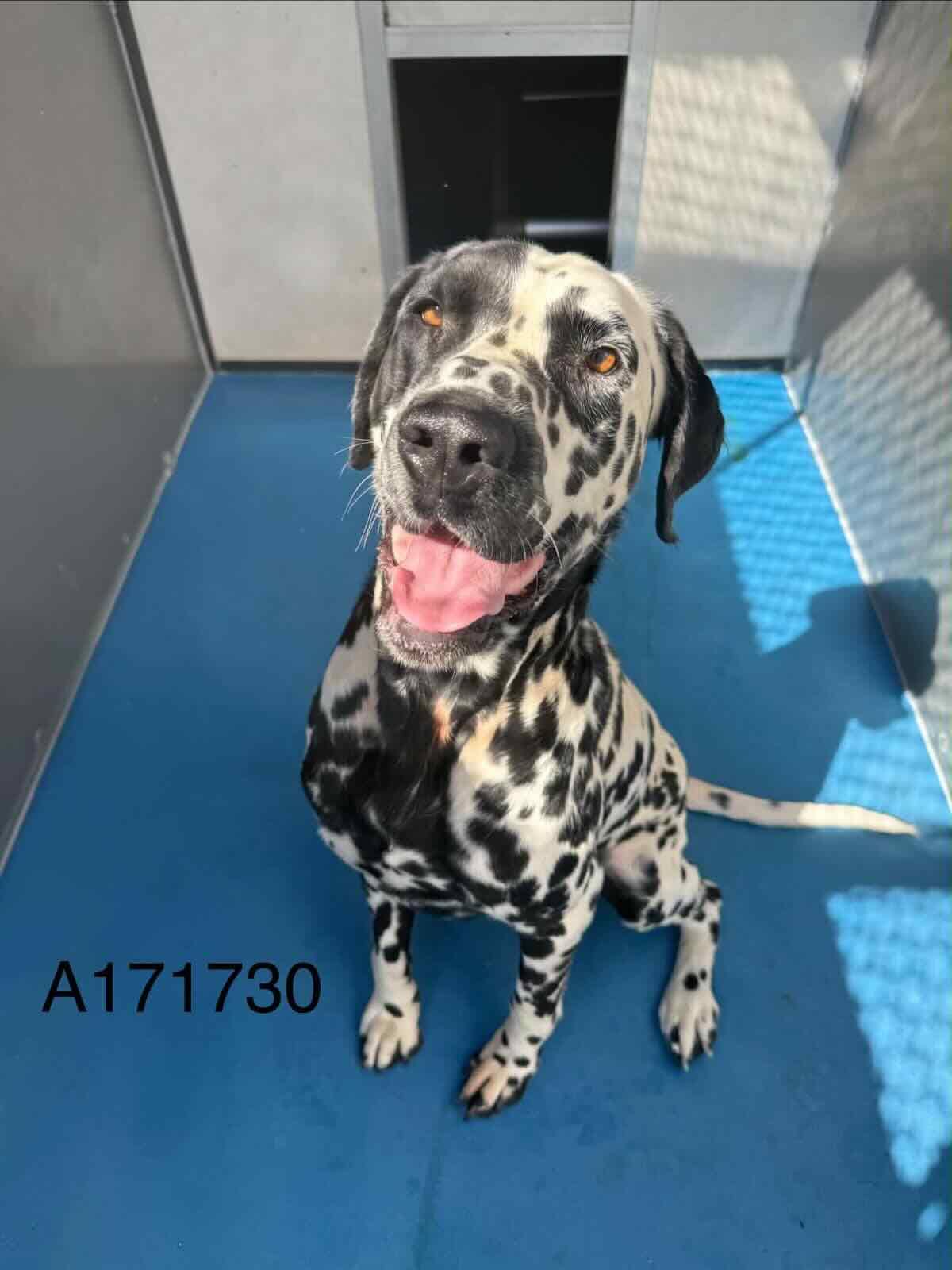 Dalmead - Dalmatian Mix available for adoption in Alberta