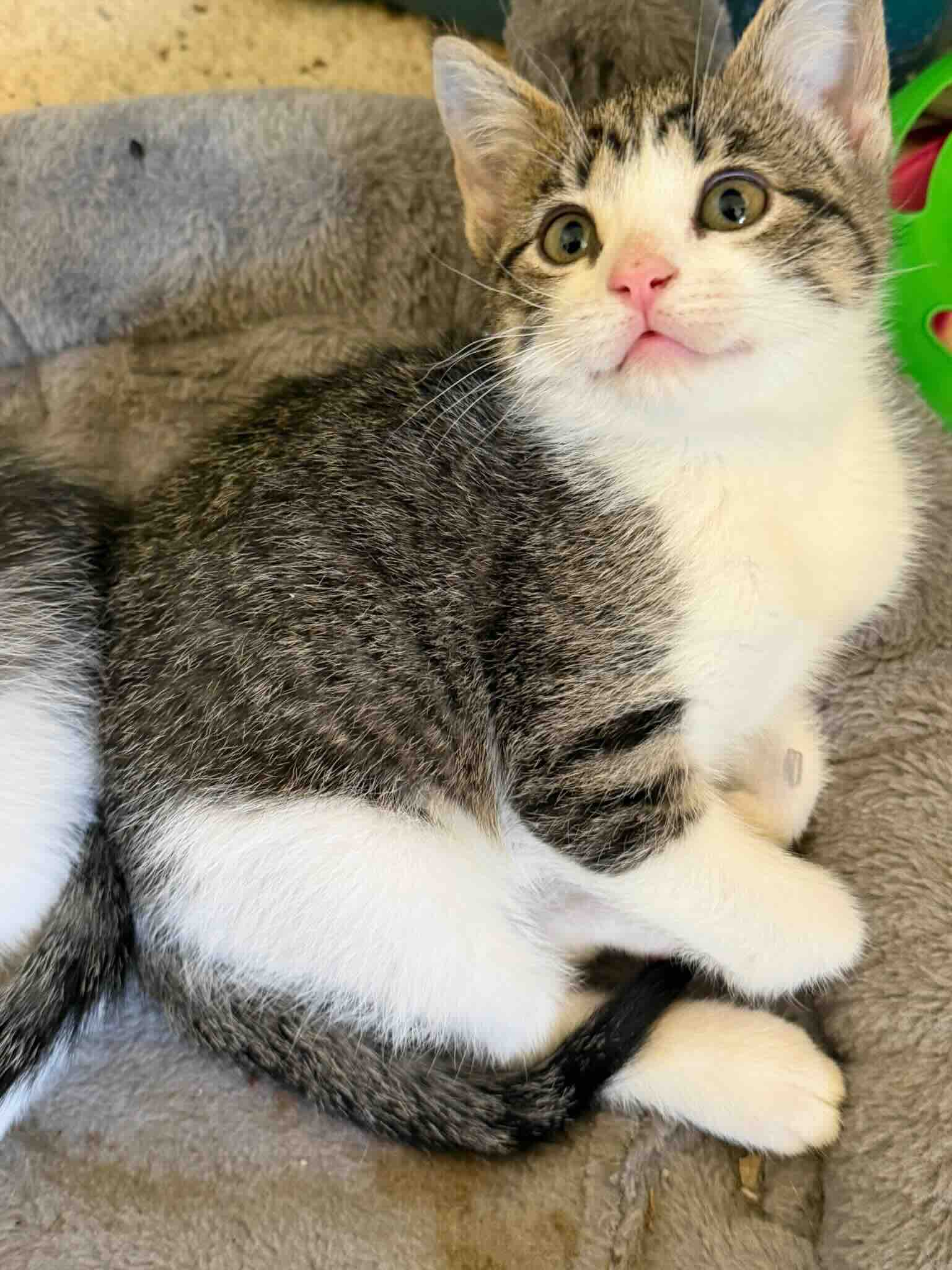 Ladybug - Domestic Medium Hair cat available for adoption at BARCS Rescue in Calgary (1 of 2)