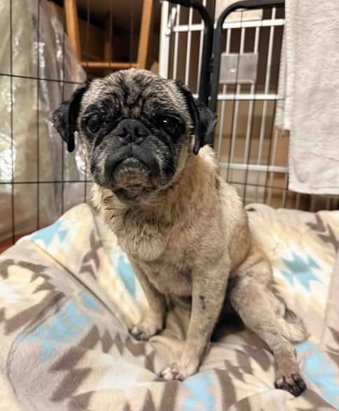 Brinkley - Pug Mix available for adoption in Alberta