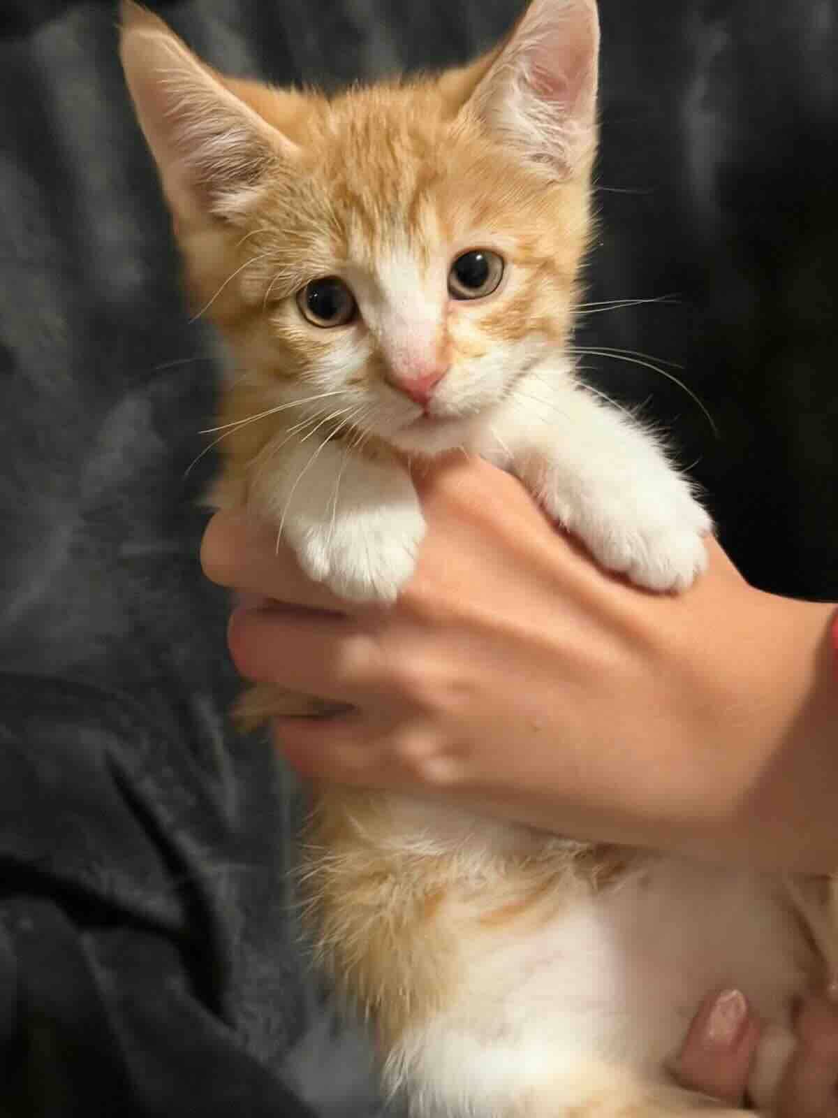 Earth Worm - Domestic Medium Hair cat available for adoption at BARCS Rescue in Calgary (1 of 3)