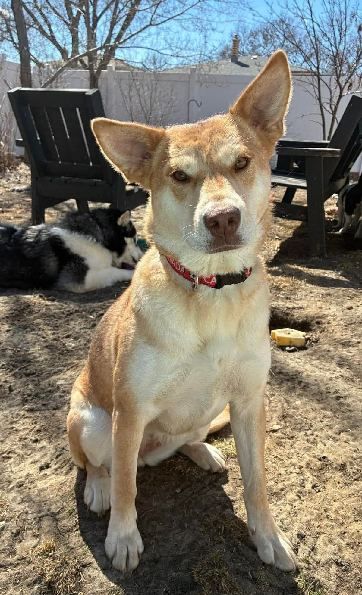 Asters - Mixed Breed available for adoption in Calgary