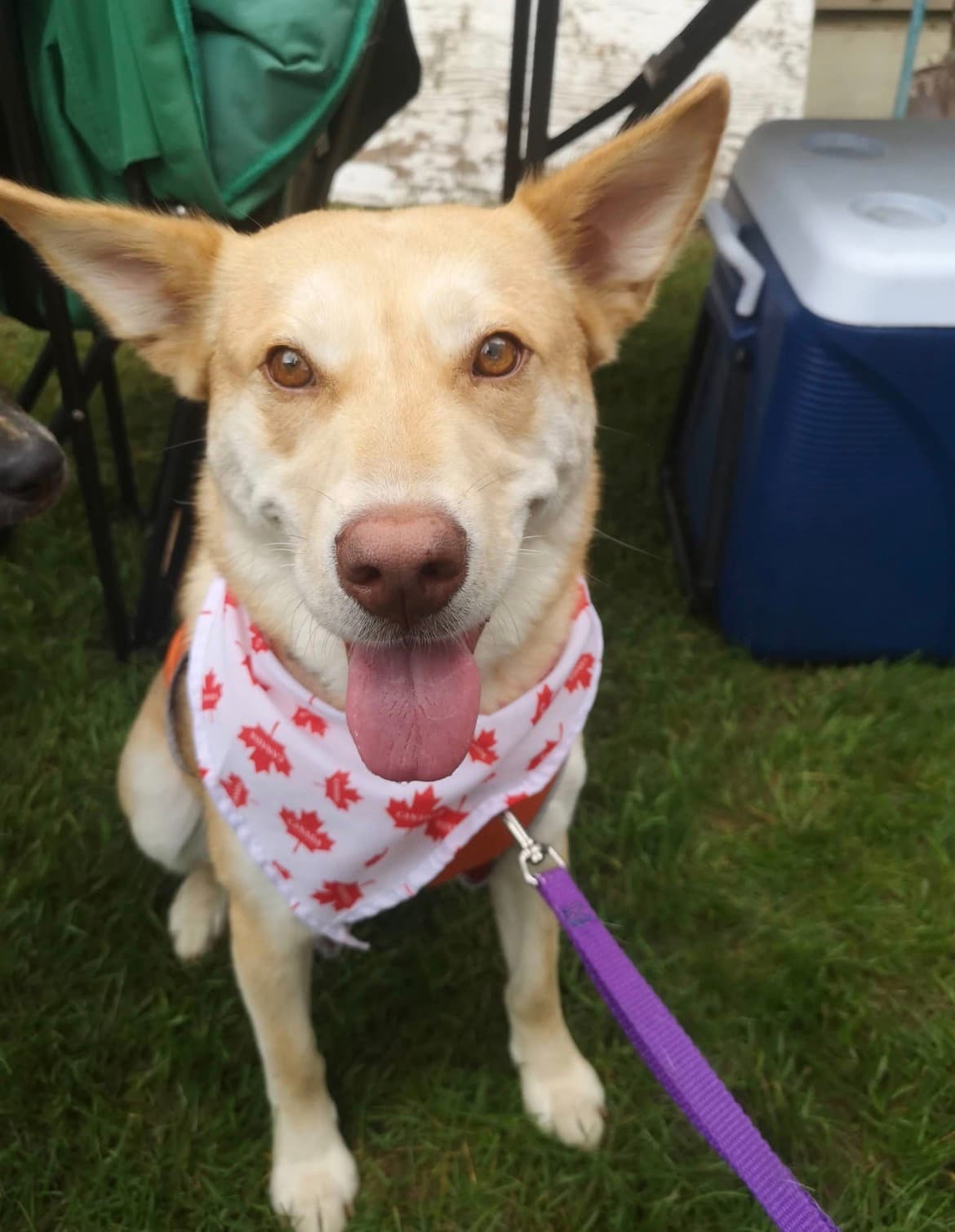 Asters - Mixed Breed available for adoption