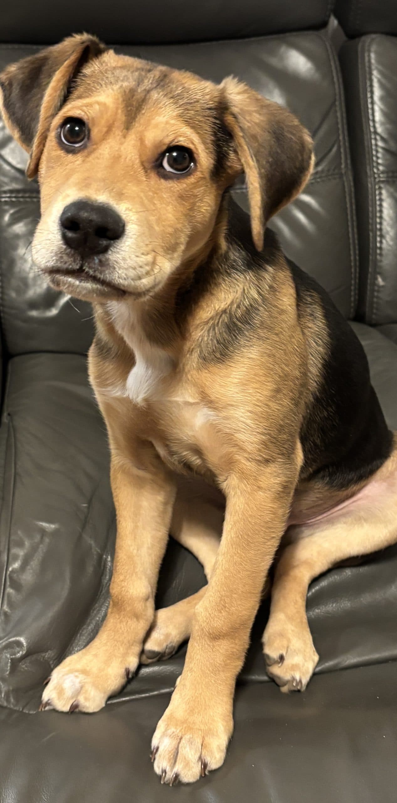 San Pedro Demacoris - Mixed Breed available for adoption in Saskatchewan