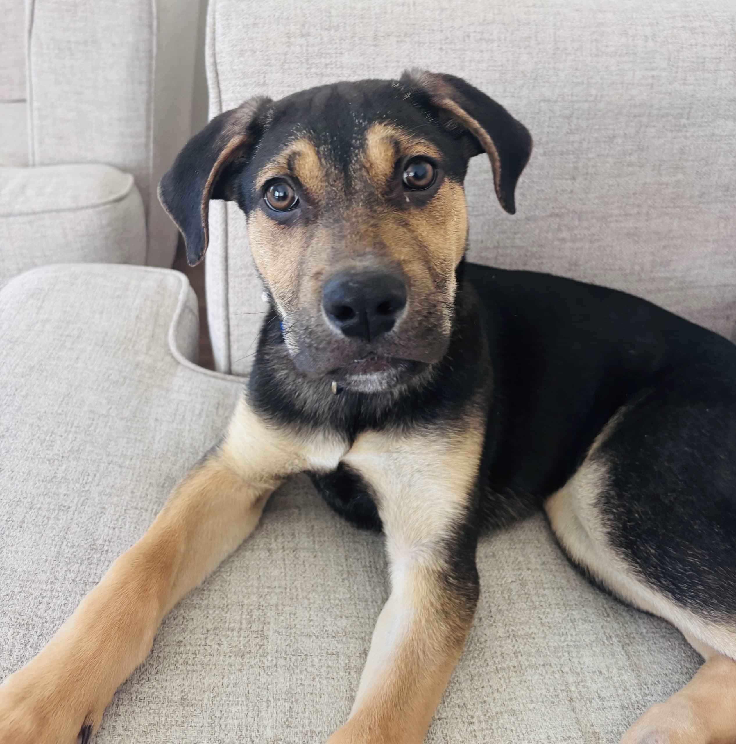 Puerto Plata - Mixed Breed available for adoption at Bright Eyes Dog Rescue in Saskatchewan