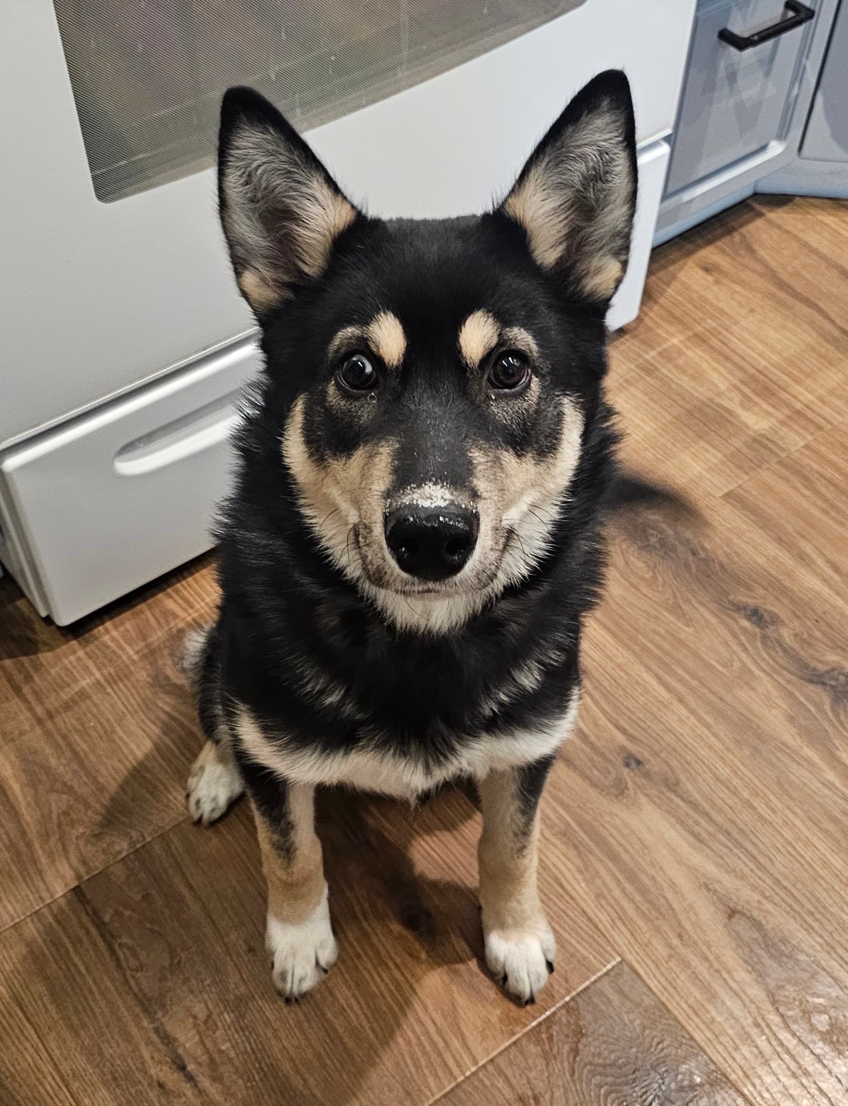 Kodiak - Mixed Breed available for adoption at Bright Eyes Dog Rescue in Saskatchewan