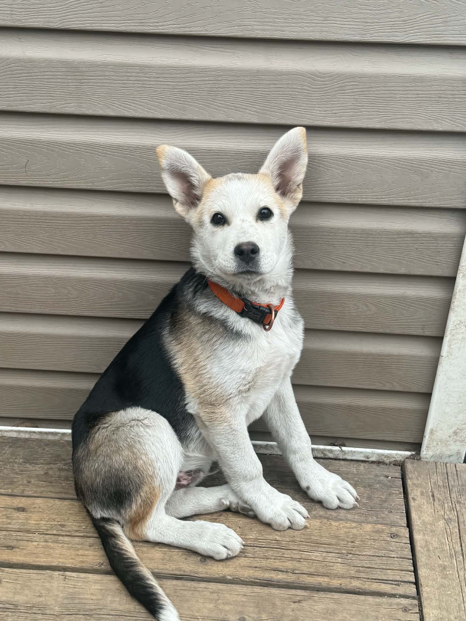 Denali - Mixed Breed available for adoption in Calgary