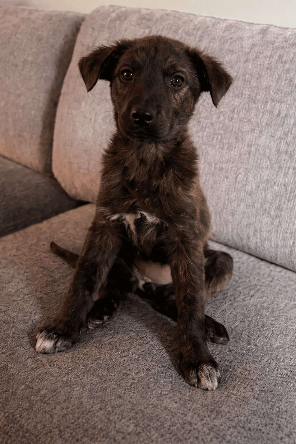 Junie - Mixed Breed available for adoption in Calgary