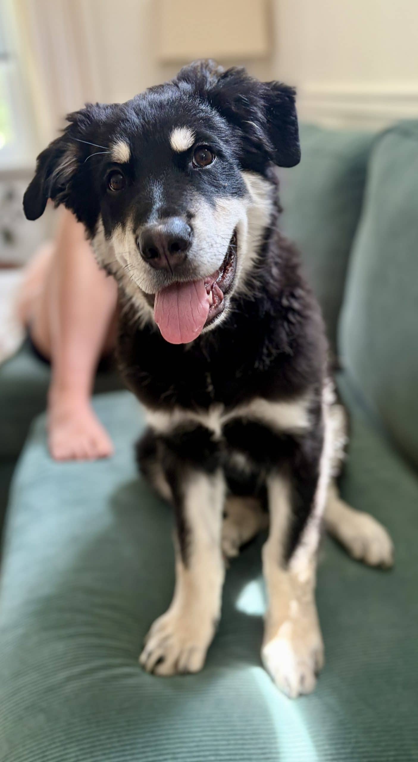 Stratus - Mixed Breed available for adoption at Bright Eyes Dog Rescue in Regina
