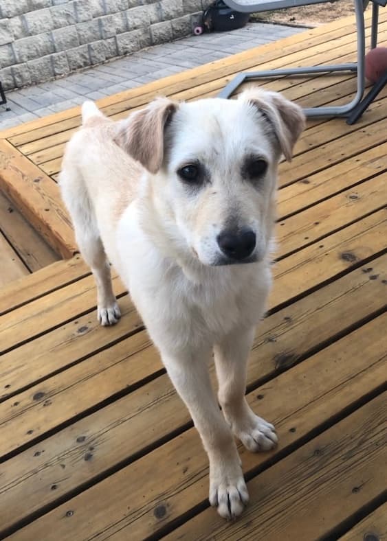 Pearl - Mixed Breed available for adoption at Bright Eyes Dog Rescue in Saskatchewan