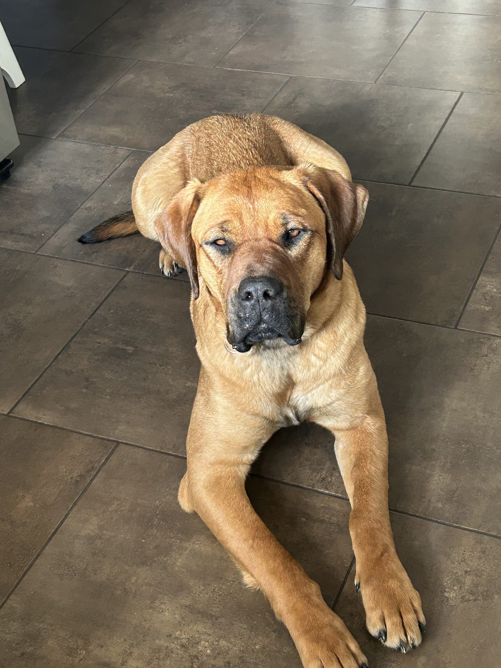 Ruby - Mixed Breed available for adoption at Bright Eyes Dog Rescue in Saskatchewan