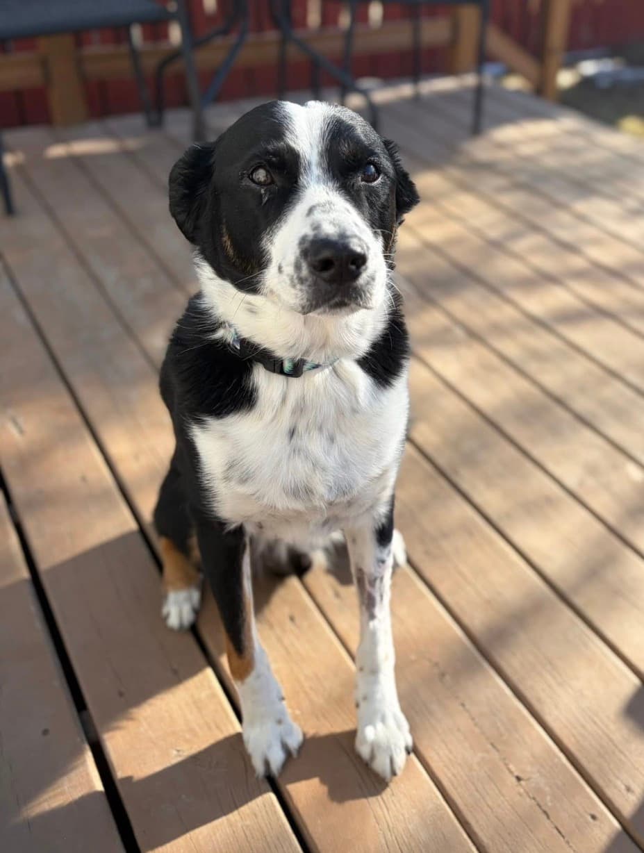 Benny - Mixed Breed available for adoption in Calgary