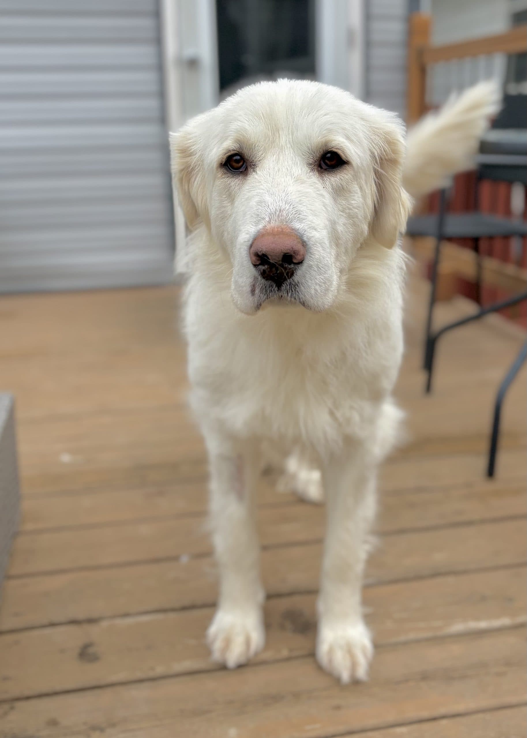 Quartz - Mixed Breed available for adoption at Bright Eyes Dog Rescue in Saskatchewan