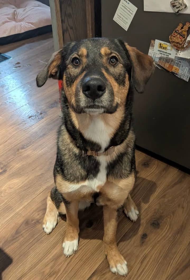 Emcee - Rottweiler Mix available for adoption in Calgary