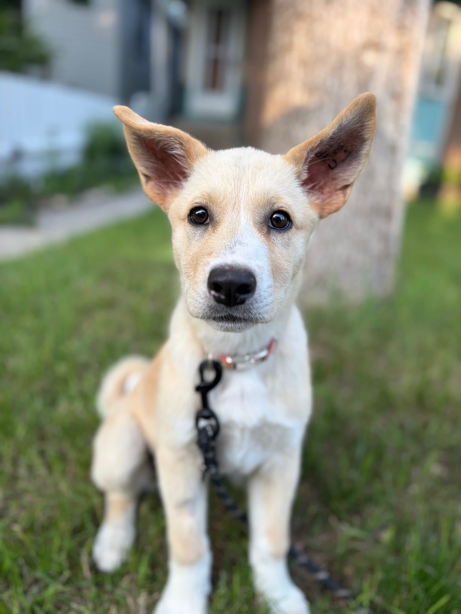 Lucky - Mixed Breed available for adoption at Bright Eyes Dog Rescue in Regina