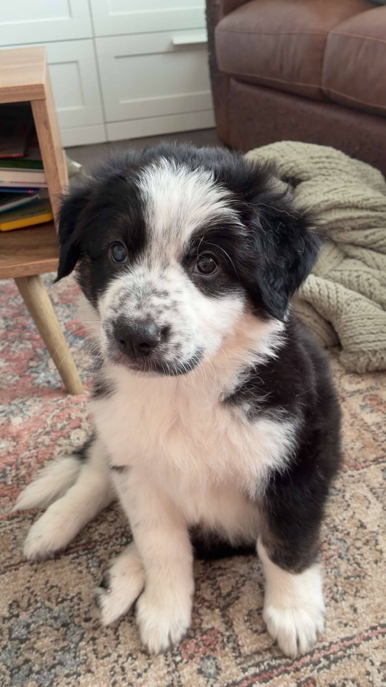 Yoko - Mixed Breed available for adoption at Bright Eyes Dog Rescue in Regina