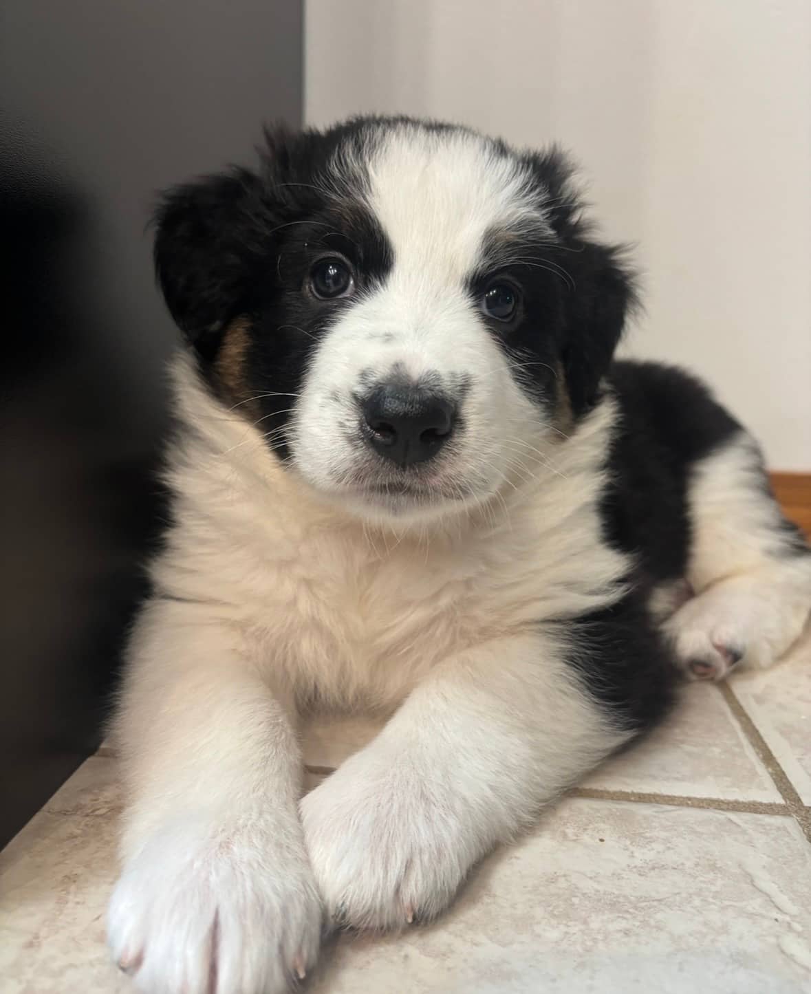 Zyrah - Mixed Breed available for adoption at Bright Eyes Dog Rescue in Regina