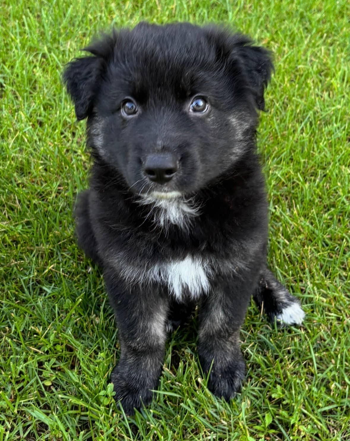 Sol - Mixed Breed available for adoption at Bright Eyes Dog Rescue in Regina