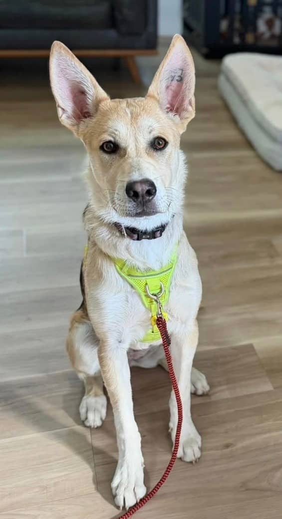 Silky - Shepherd Mix available for adoption in Calgary
