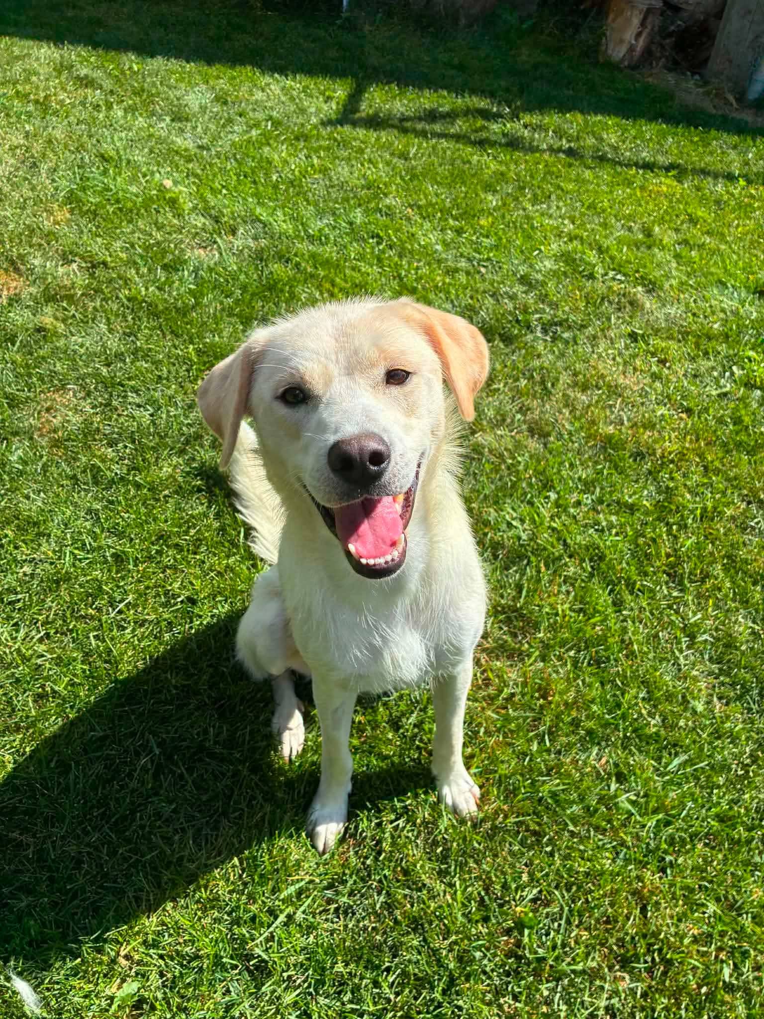 Dr. Mel King - Mixed Breed available for adoption in Saskatchewan