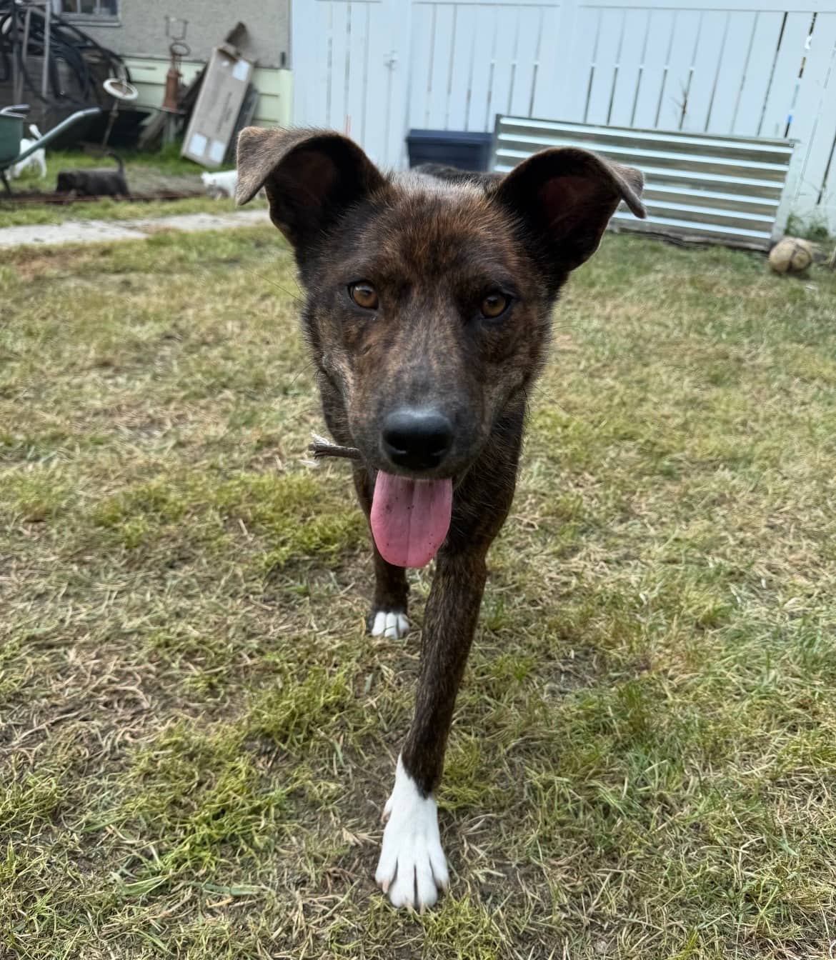 Pepsi - Pit Bull / Shepherd Mix available for adoption in Saskatchewan