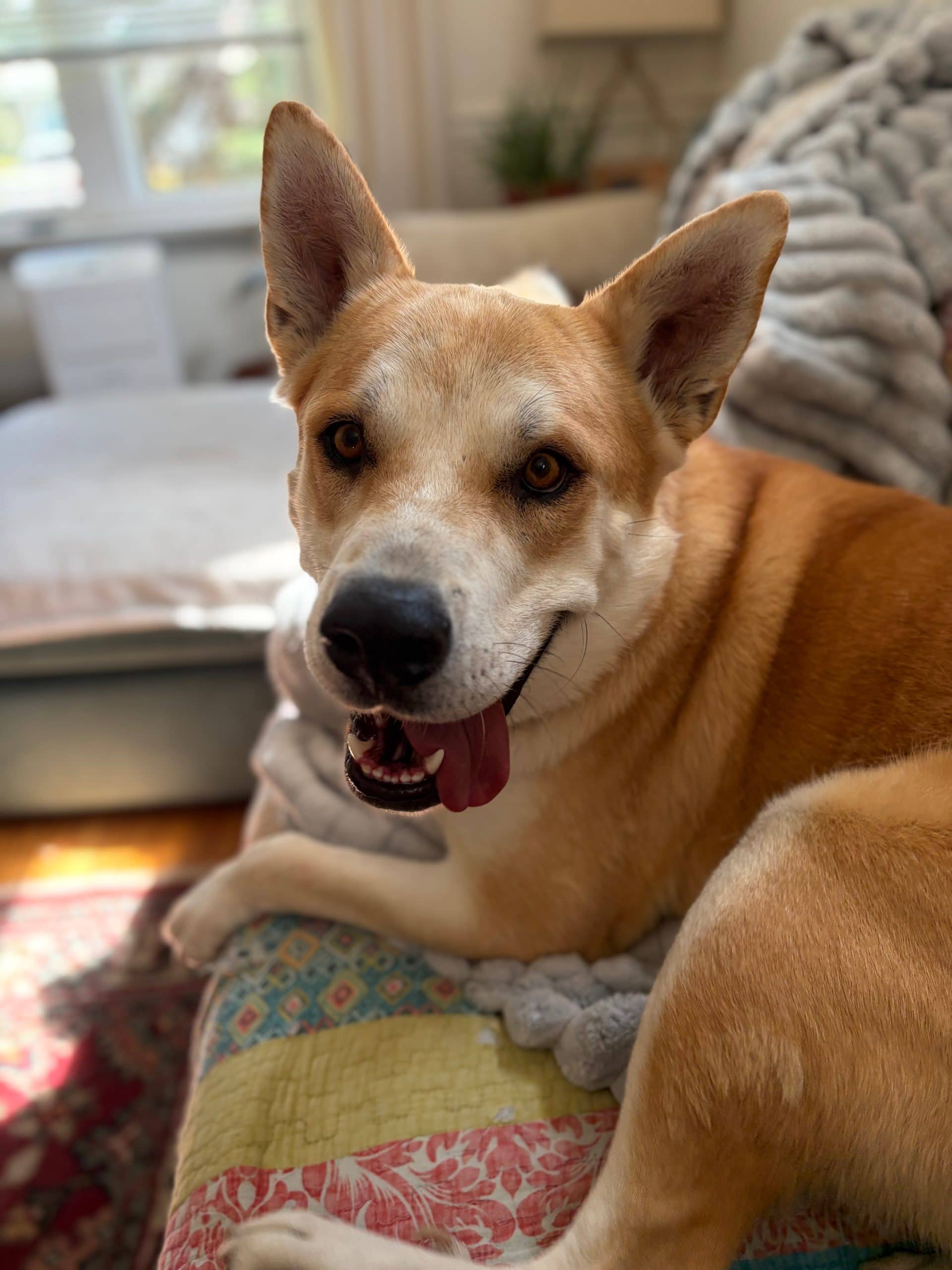 Grizzly - Mixed Breed available for adoption in Saskatchewan