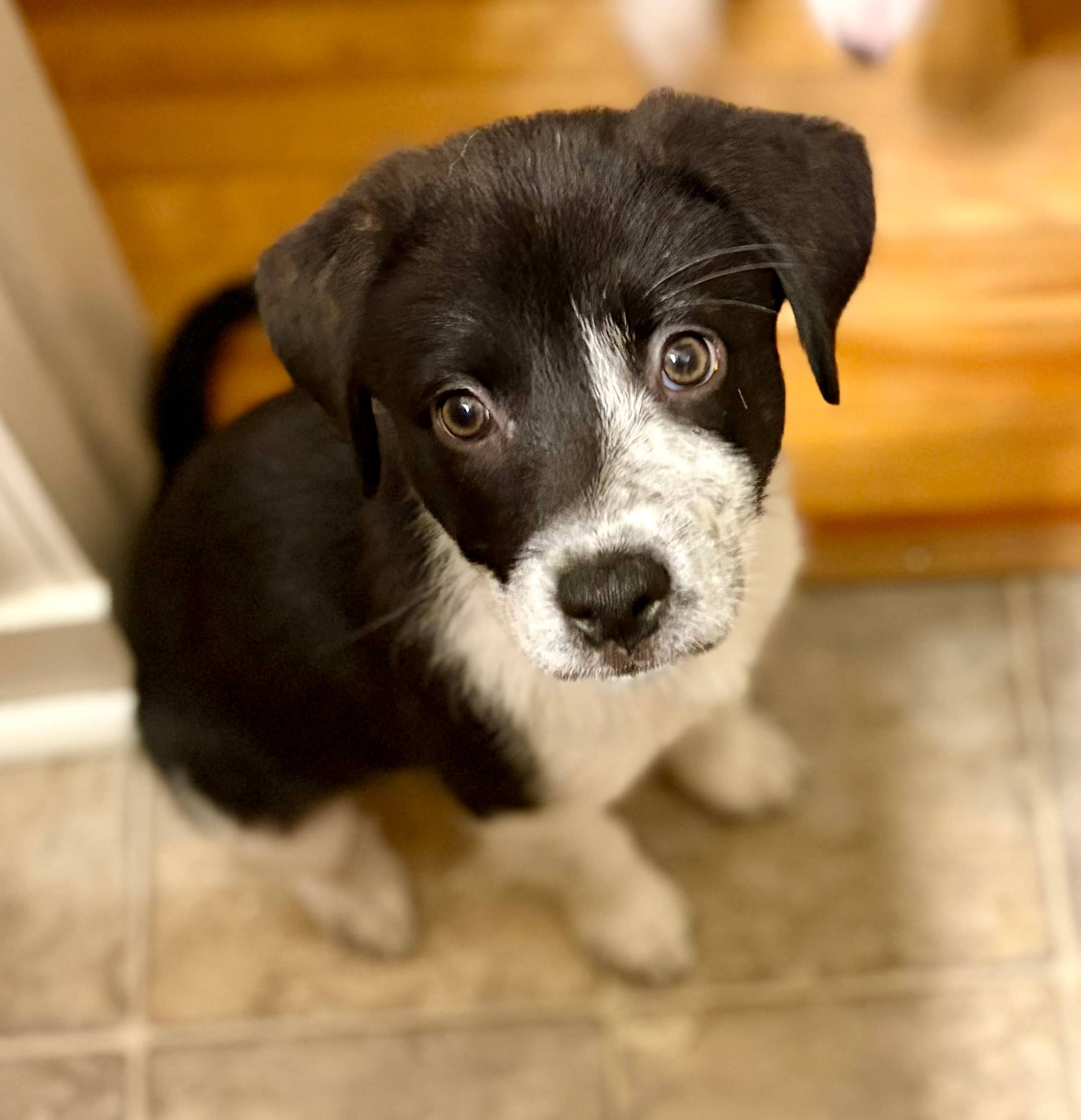Squirt - Mixed Breed available for adoption in Saskatchewan