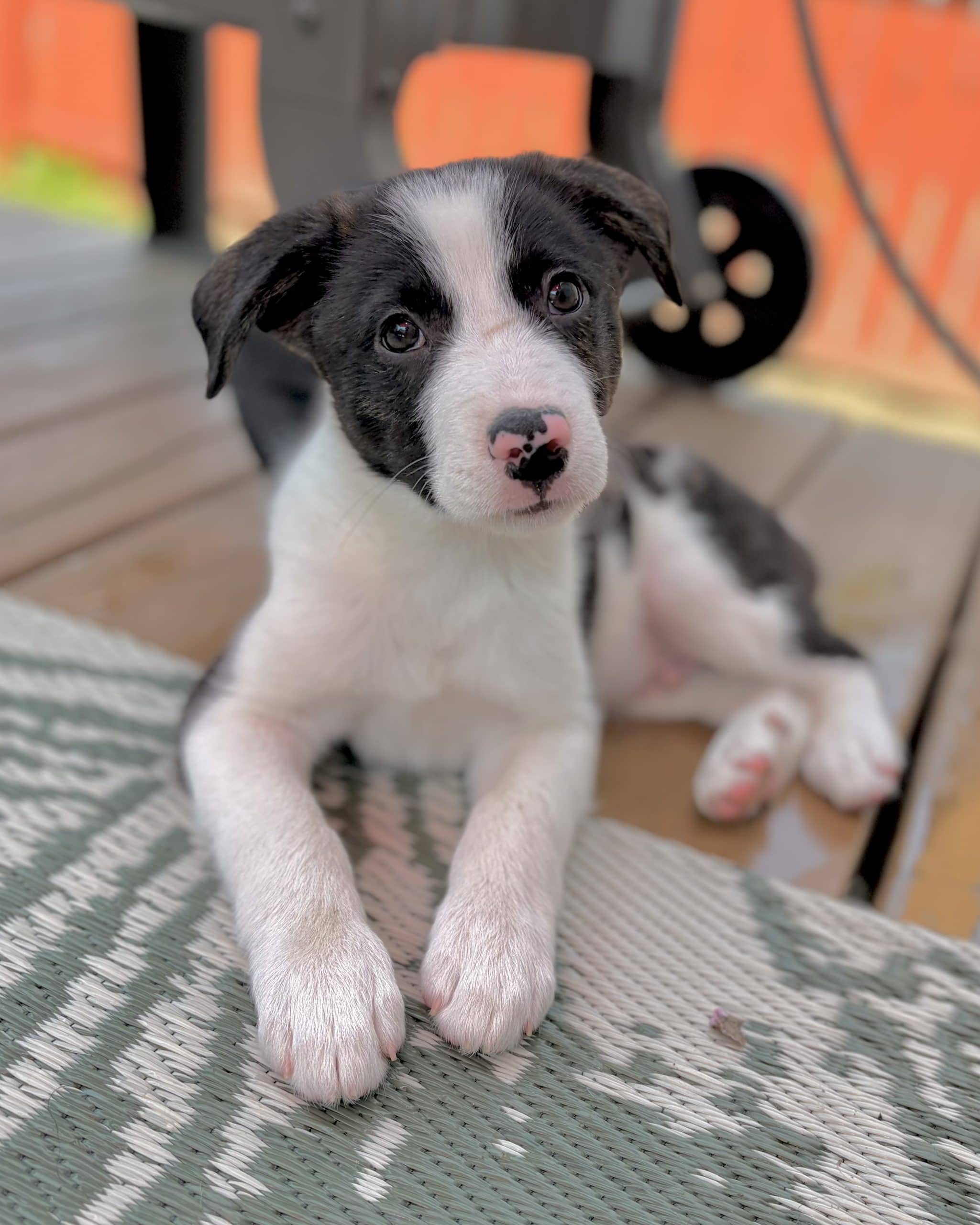 Jones Soda - Mixed Breed available for adoption in Saskatchewan