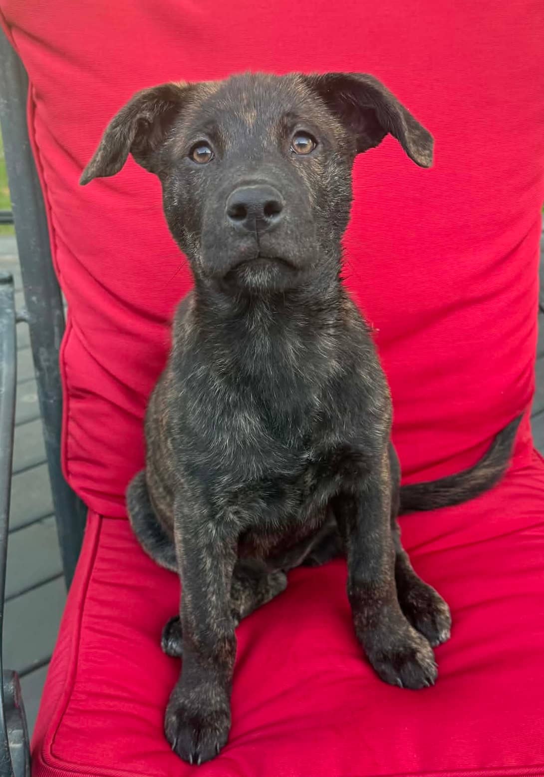 Brio - Mixed Breed available for adoption in Saskatchewan