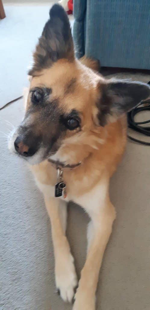 Howard - Shepherd Mix available for adoption