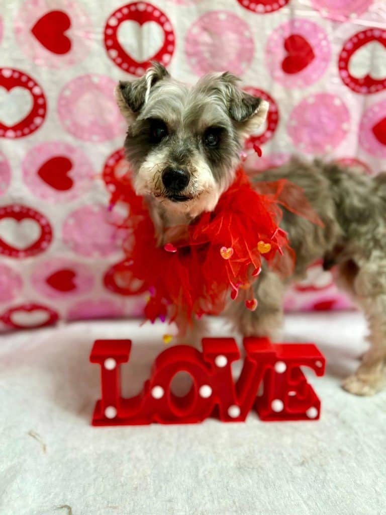 Dexter - Miniature Schnauzer available for adoption