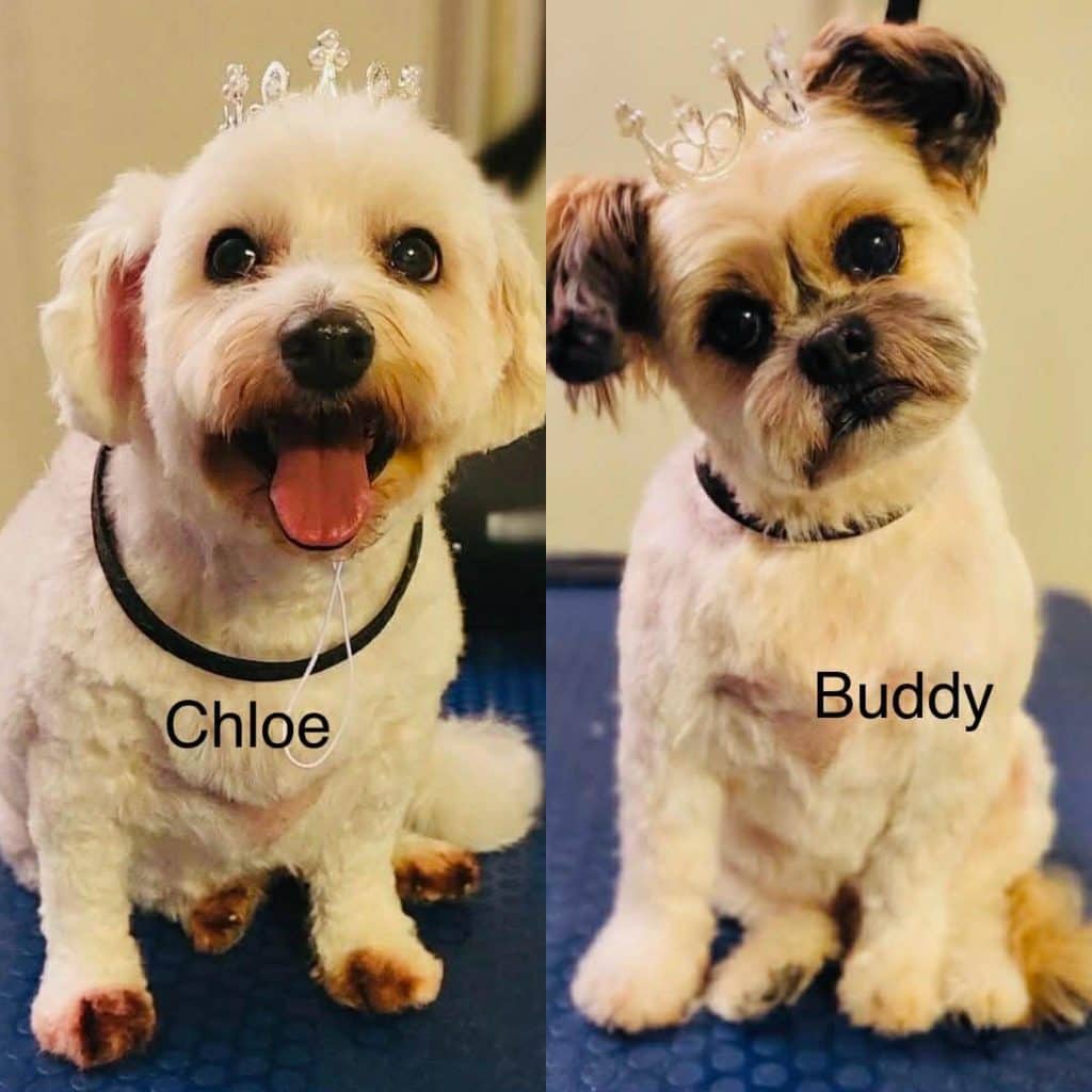 Buddy and Chloe - Mixed Breed available for adoption