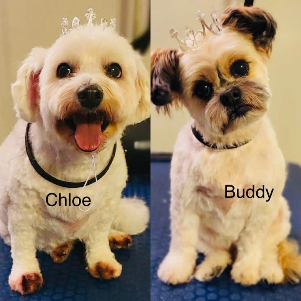 Buddy and Chloe - Mixed Breed available for adoption
