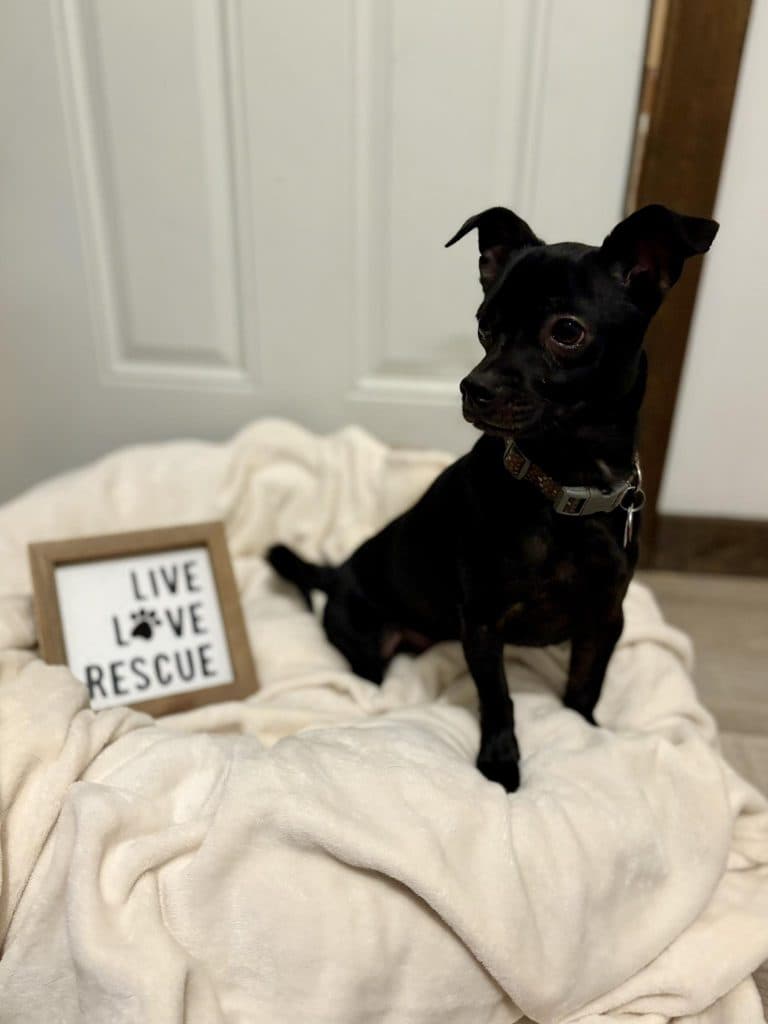 Cosmo - Chihuahua Mix available for adoption